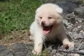 秋田犬【岐阜県・女の子・2024年8月16日・白】の写真3