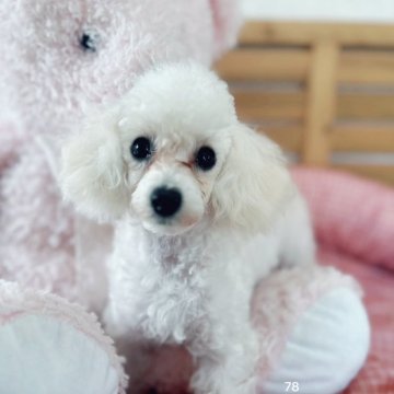 トイプードル(ティーカップ)【京都府・女の子・2024年3月10日・ホワイト】の写真「小さくて元気で頭のいい子です。」