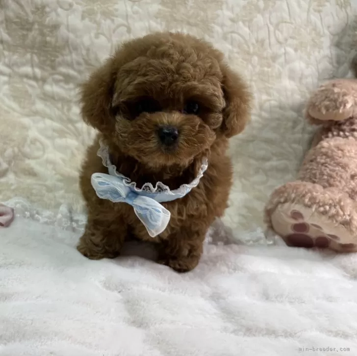 ID:2502-04165の子犬