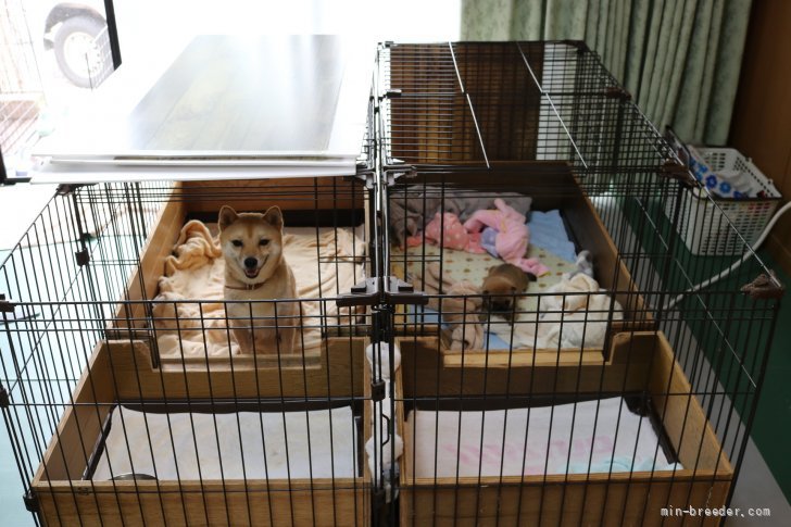 原田　由美(はらだ　ゆみ)ブリーダー(大分県・柴犬など・日本豆柴犬協会登録)の紹介写真4