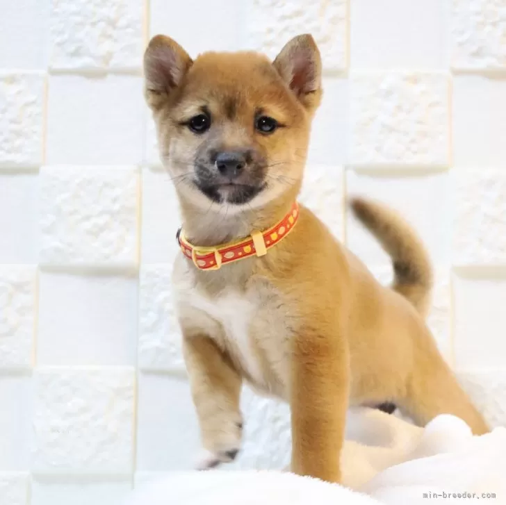 ID:2412-03265の子犬