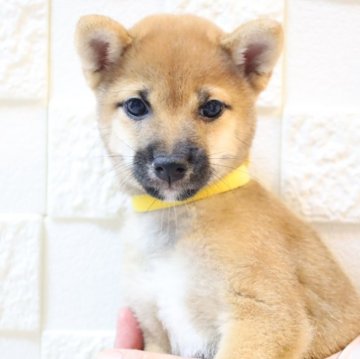 柴犬(豆柴)【大分県・男の子・2025年6月6日・赤】の写真「🐾すぐにお迎えできます🐾」