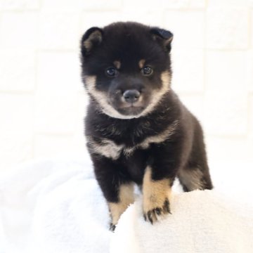 柴犬(豆柴)【大分県・男の子・2025年10月22日・黒】の写真「🐾仲良し3兄弟🐾」