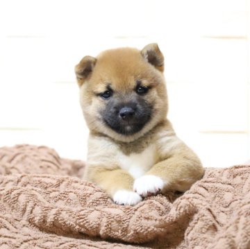 柴犬(豆柴)【大分県・女の子・2025年8月21日・赤】の写真「🐾両足靴下の女の子🐾」