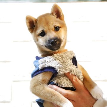 柴犬(豆柴)【大分県・女の子・2025年8月21日・赤】の写真「🐾すぐにお迎えできます🐾」