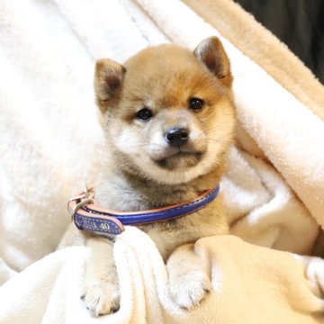 柴犬(豆柴)【大分県・男の子・2025年3月14日・赤】の写真「🐾元気な男の子🐾」
