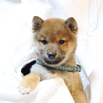 柴犬(豆柴)【大分県・男の子・2025年3月14日・赤】の写真「🐾元気な男の子🐾」