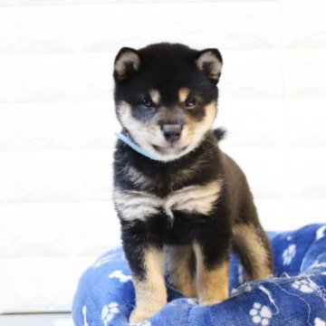 柴犬(豆柴)【大分県・男の子・2025年10月22日・黒】の写真「🐾仲良し3兄弟🐾」