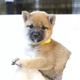 豆柴