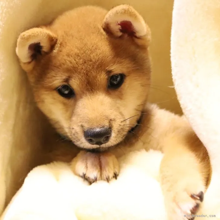 ID：2306-00970の子犬