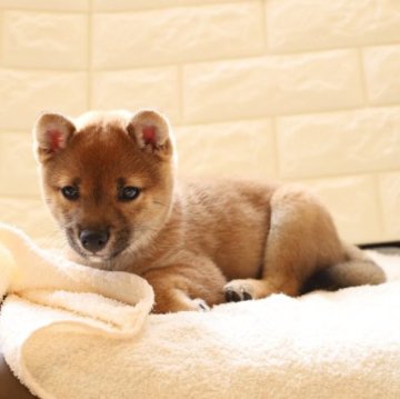 柴犬(豆柴)【大分県・男の子・2022年11月17日・赤】の写真「🐾すぐにお迎えできます🐾」