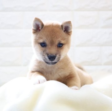 柴犬(豆柴)【大分県・男の子・2024年2月11日・赤】の写真「🐾可愛い男の子🐾」