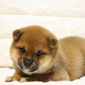 柴犬(豆柴)【大分県・男の子・2022年11月17日・赤】の写真「🐾仲良し三兄弟🐾」