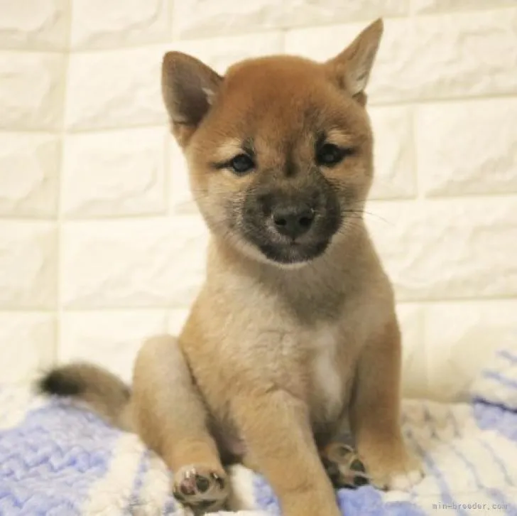 ID：2208-00878の子犬