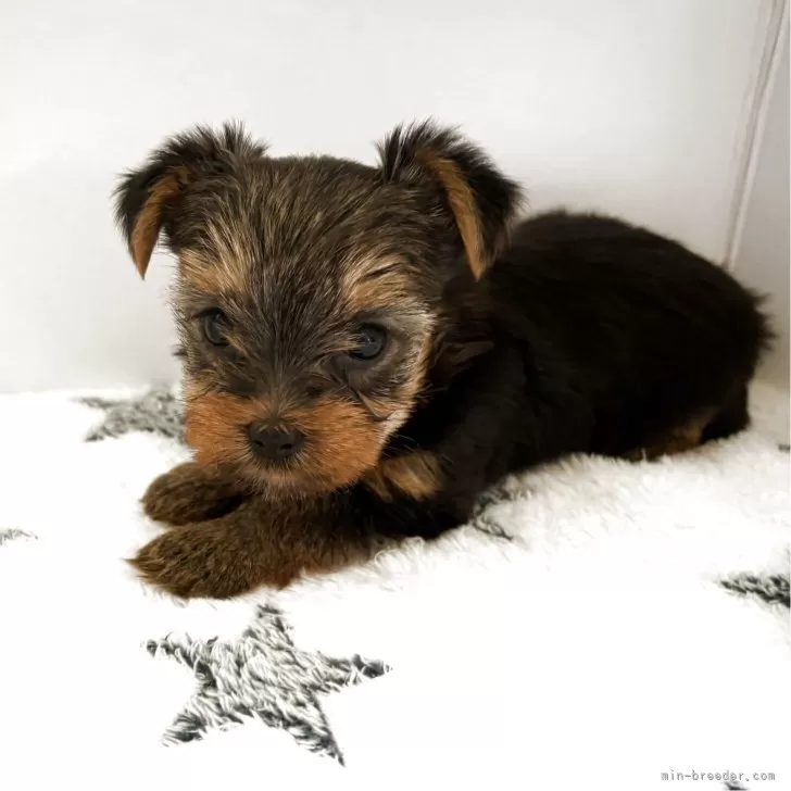ID：2508-03258の子犬