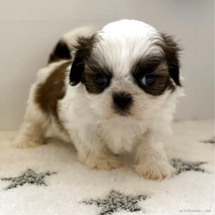 ID：2504-03064の子犬