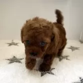 タイニープードル