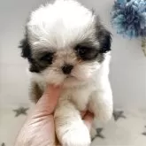 シーズー