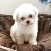 マルチーズ