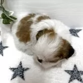 シーズー【愛知県・女の子・2025年10月22日・ゴールド&ホワイト】の写真3