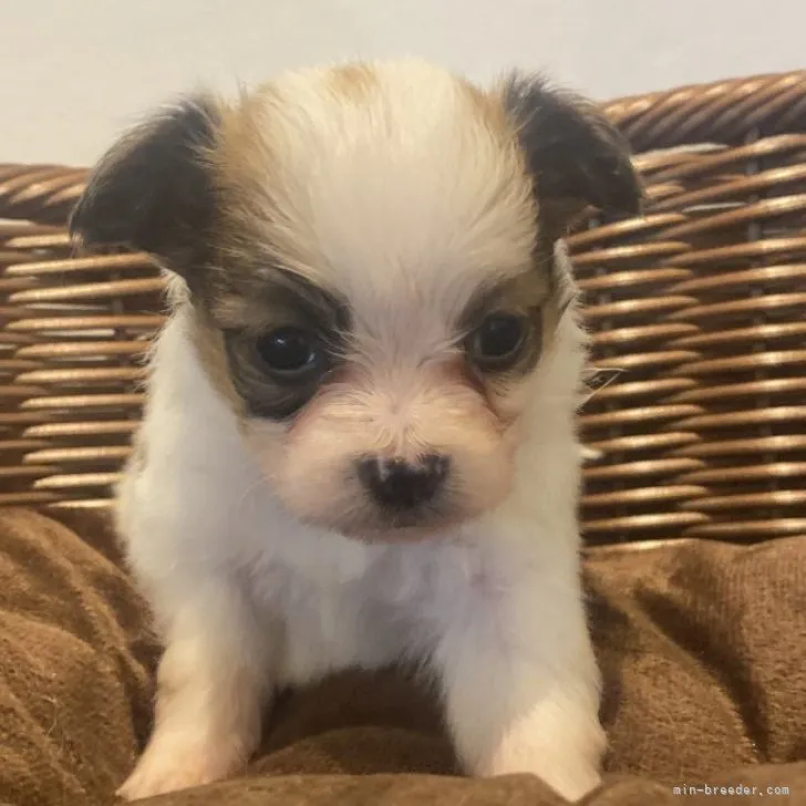 H.U 様のお迎えした子犬