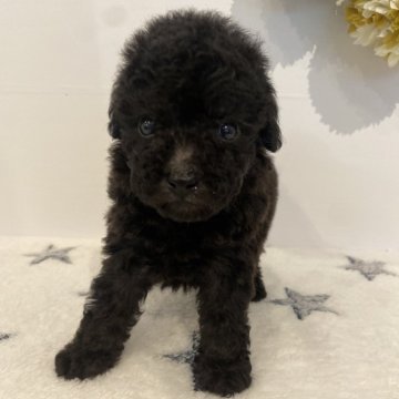 トイプードル(トイ)【愛知県・男の子・2024年8月31日・シルバー】の写真「３兄弟のかわいいコです😊」