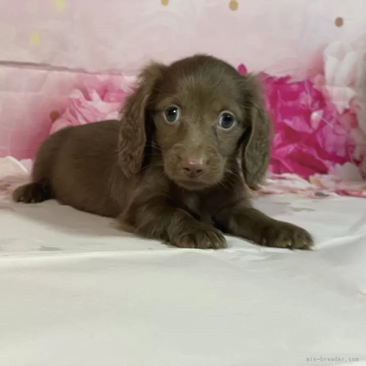N.K 様のお迎えした子犬