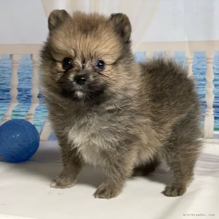 ID:2506-03925の子犬