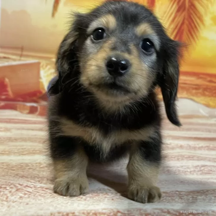 ID：2506-07767の子犬