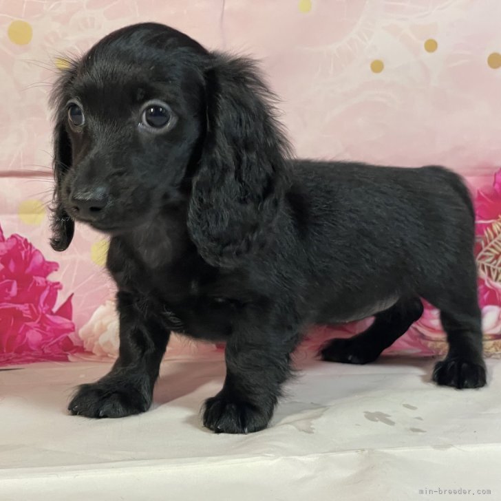 ブリーダー画像