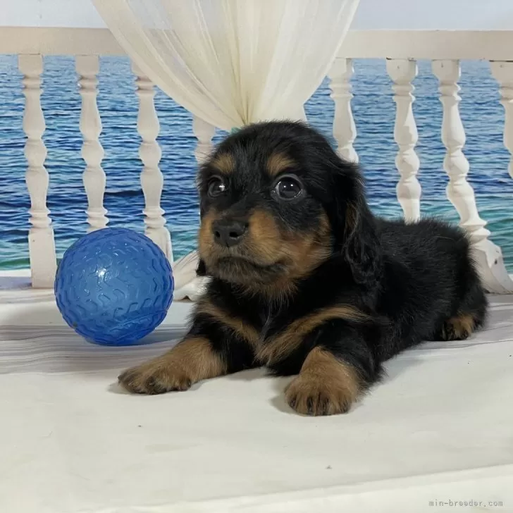 ID：2506-06811の子犬