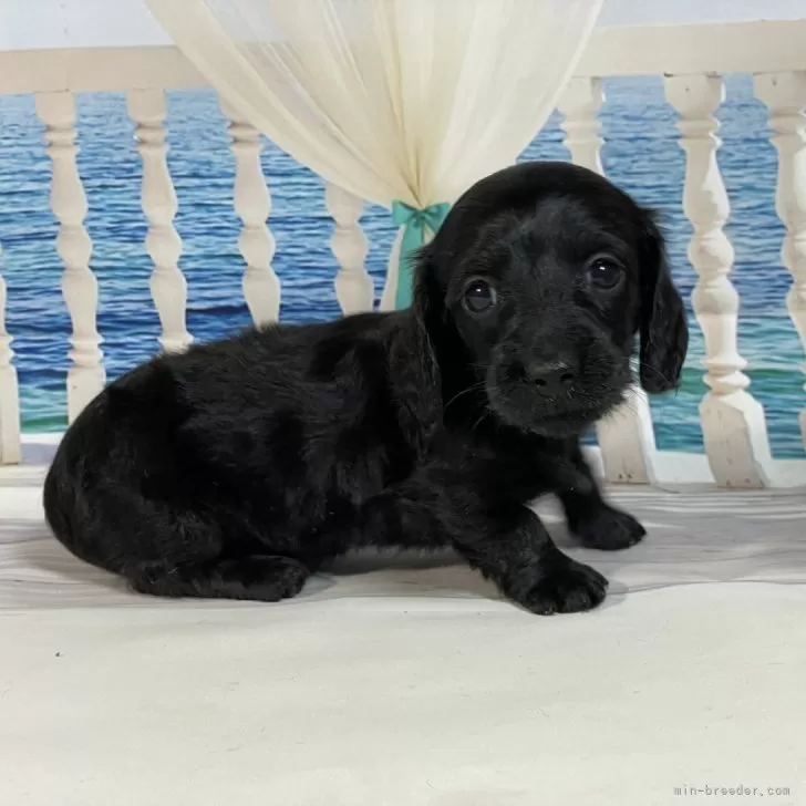 ID:2506-06816の子犬