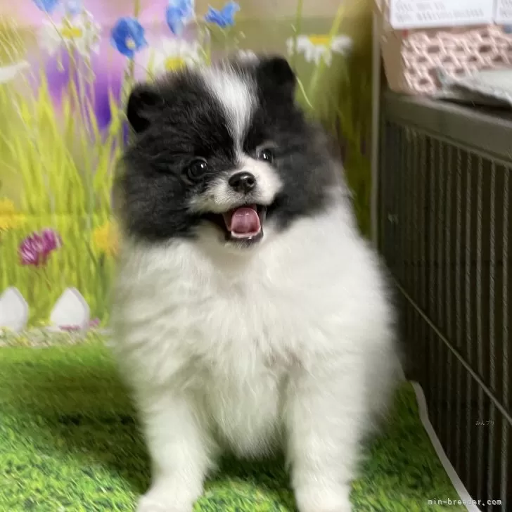 O.S 様のお迎えした子犬