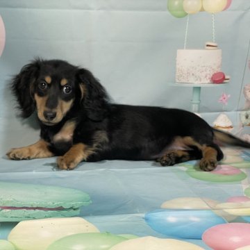 ミニチュアダックスフンド(ロング)【埼玉県・男の子・2025年8月22日・ブラックタン】の写真「★父カニのブラソリ！小ぶりのブラクリくん★」