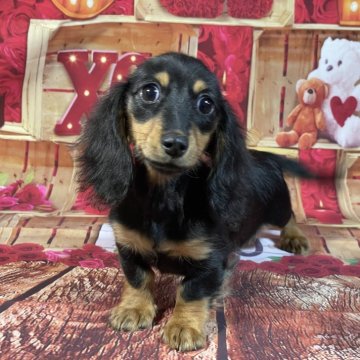 ミニチュアダックスフンド(ロング)【埼玉県・女の子・2025年8月3日・ブラックタン】の写真「★父カニのブラソリ！派手タンの女の子★」