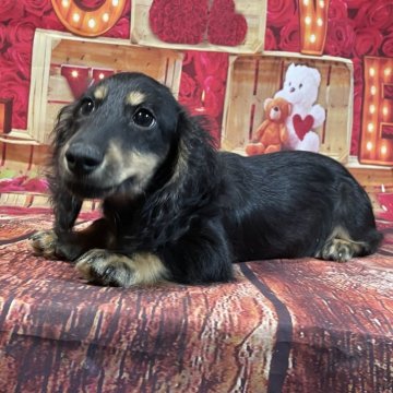 ミニチュアダックスフンド(ロング)【埼玉県・男の子・2025年7月23日・ブラックタン】の写真「★父カニ。お散歩👌ブラックイエロー★」