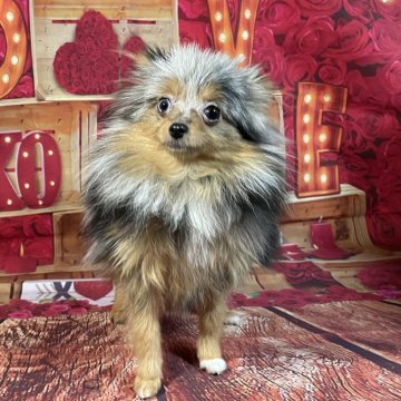 ポメラニアン【埼玉県・女の子・2025年4月12日・ブルーマール&タン】の写真「★小さ過ぎ❣️レアカラー★」