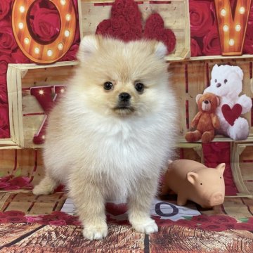 ポメラニアン【埼玉県・男の子・2025年9月22日・クリーム】の写真「★黄金色の童顔タイプ❣️★」