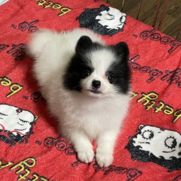 ポメラニアン【埼玉県・男の子・2025年4月24日・ホワイト&ブラックタン】の写真「★小ちゃいタン(眉毛)出て来たよ。小ぶり★」