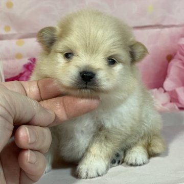 ポメラニアン【埼玉県・男の子・2025年9月22日・クリーム】の写真「★黄金色の童顔タイプ❣️★」