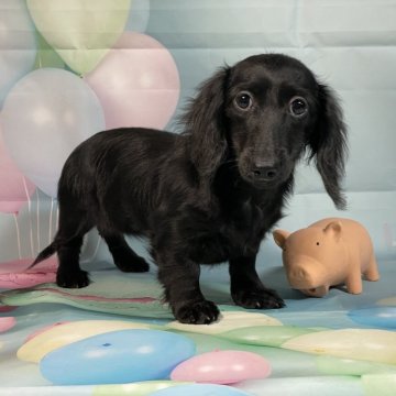 ミニチュアダックスフンド(ロング)【埼玉県・女の子・2025年7月23日・ブラックソリッド】の写真「★値下げ❣️父カニのミニカニ★」