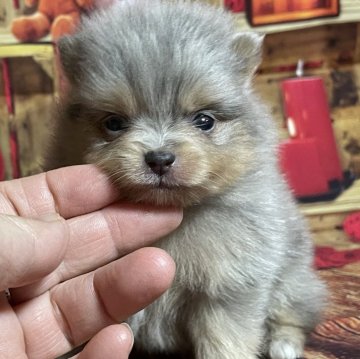 ポメラニアン【埼玉県・女の子・2025年4月12日・ブルーマール&タン】の写真「★レア中のレアで可愛い子★」