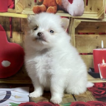 ポメラニアン【埼玉県・男の子・2025年4月12日・ホワイト&クリーム】の写真「★チビチビの男の子★」