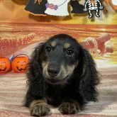 ミニチュアダックスフンド(ロング)