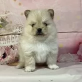 ポメラニアン