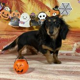 ミニチュアダックスフンド(ロング)