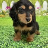 カニンヘンダックスフンド(ロング)【埼玉県・女の子・2024年10月31日・ブラックタン】の写真1