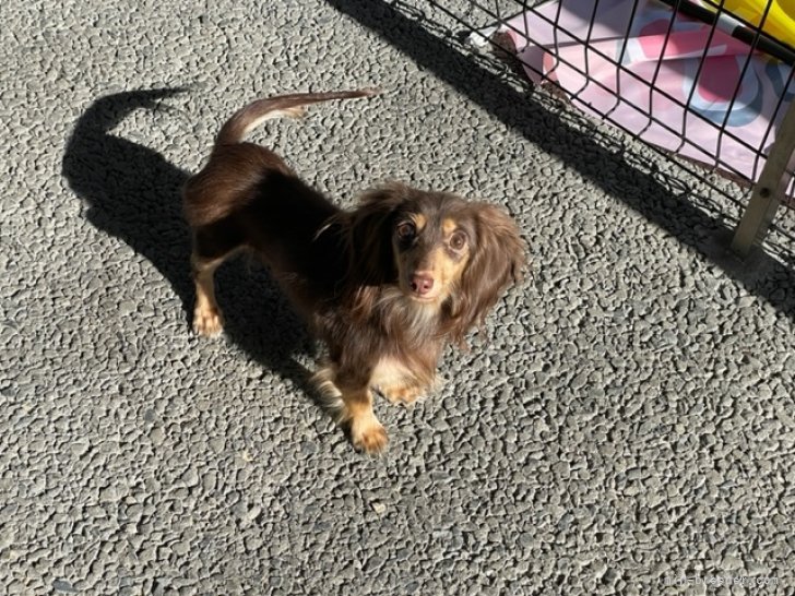 ミニチュアダックスフンド(ロング)【・女の子・2021年4月22日・チョコレート&amp;タン】