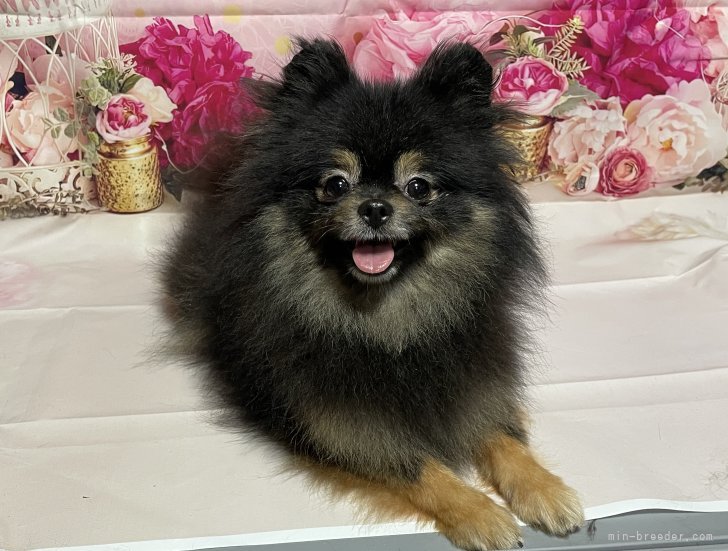 ポメラニアン【・女の子・2023年1月11日・ブラタン♀】