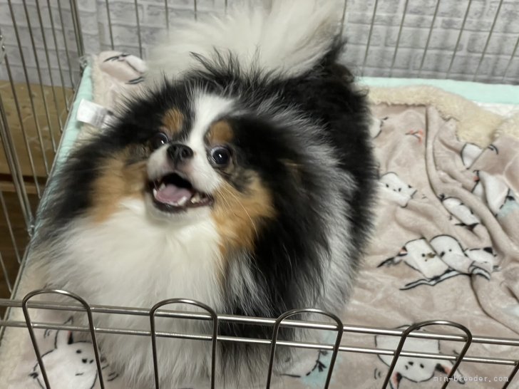 ポメラニアン【・女の子・2024年5月12日・ホワイト&amp;ブラックタン】